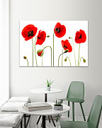 Obraz Mak vlčí 1514